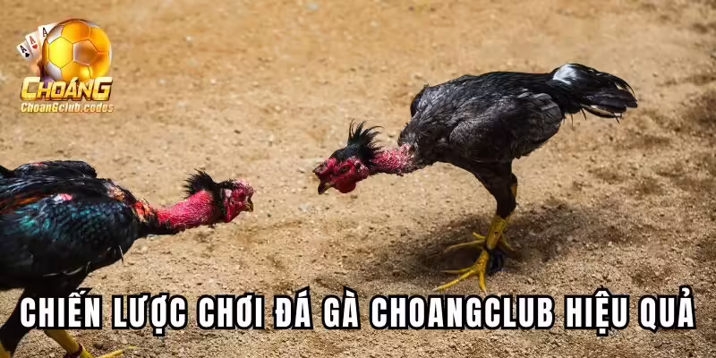 Các chiến lược chơi đá gà Choangclub hiệu quả Các chiến lược chơi đá gà Choáng club hiệu quả