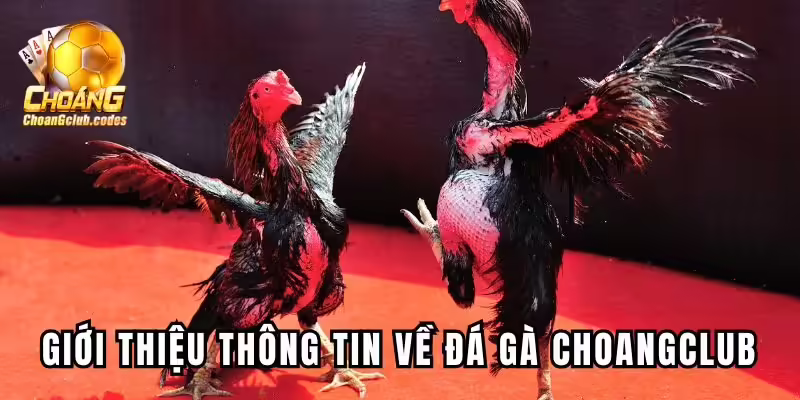 Giới thiệu thông tin về đá gà Choangclub Giới thiệu thông tin về đá gà Choáng club