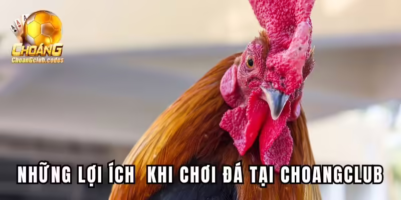 Những lợi ích đặc biệt khi chơi đá tại Choangclub Những lợi ích đặc biệt khi chơi đá tại Choáng club