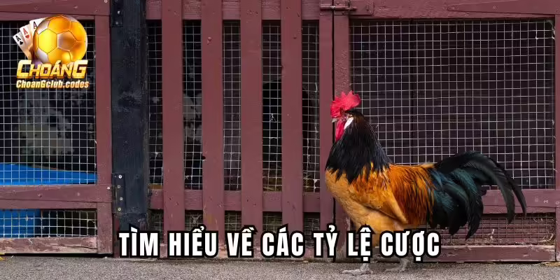 Tìm hiểu về các tỷ lệ cược Tìm hiểu về các tỷ lệ cược